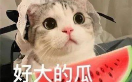 娱乐搞笑吃瓜群名字,揭秘娱乐搞笑吃瓜群的创意群名